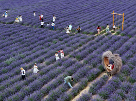 Image: Village fortunes transformed through 'purple economy'
