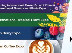 Image: Yunnan Flower Exports Maintain Strong Growth Ahead of IFEX Kunming 2026
