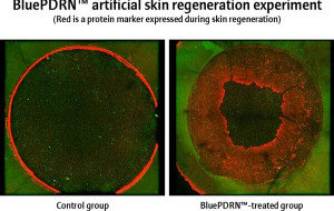 Amorepacific Research Confirms Potential of Microalgal-Derived PDRNs in Skin Regeneration and Wound Healing
