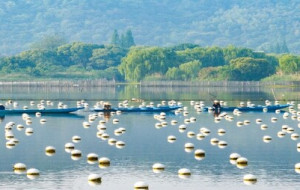 CCTV+: A Pearl of Wisdom: Deqing's Aquaculture Legacy Gains Global Recognition