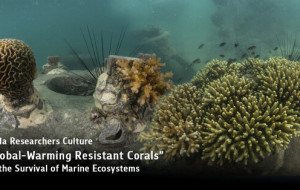 Chula Researchers Culture "Global-Warming Resistant Corals" for the Survival of Marine Ecosystems