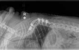 New CE Summit Focuses on Veterinary Neurosurgery, Innovation, and Collaboration