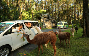 Taman Safari Indonesia Welcomes Korean Travelers with Unlimited Joy Across All Destinations