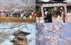 CCTV+: Blossoming cherry trees draw tourists from far and wide to east China city