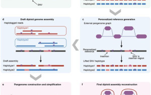 Assembling Over 1,000 Human Genomes Affordably: New Method Powers Medicine's Future