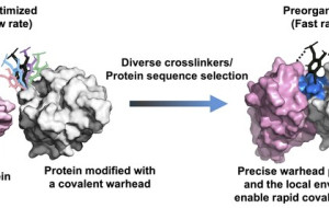 Fast-Acting Covalent Protein Drugs From a New High-Throughput Platform