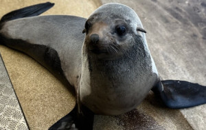New Seal Bella Joins the Seal Family at SEA LIFE Sunshine Coast