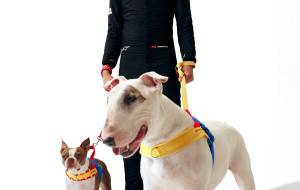 VETRESKA Becomes Official Luxury Pet Accessories Partner of Formula 1 Driver Ollie Bearman