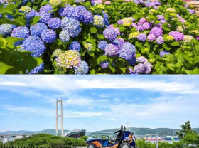 Image: Ride Through a Sea of 900,000 Hydrangeas: Ulsan Namgu's 5th Jangsaengpo Hydrangea Festival Unveils the New Whale Kart