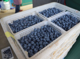 Image: Xinhua Silk Road: Blueberries from E China's Rizhao enter Russian market