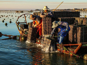 Image: Xinhua Silk Road: E China's Rongcheng busy with mid-summer abalone farming