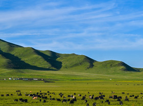 Image: Beijing Review: Yaks and the revolution