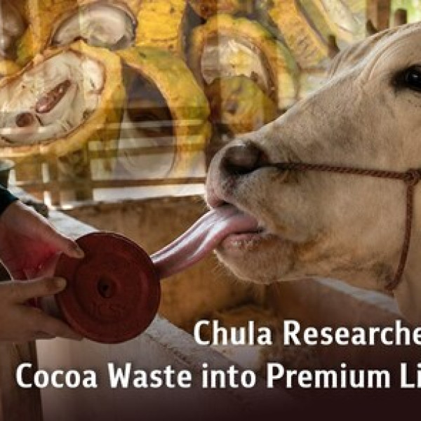 Image: Chula Researchers Transform Cocoa Waste into Premium Livestock Feed