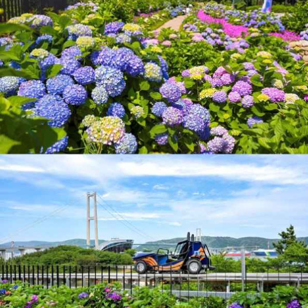 Image: Ride Through a Sea of 900,000 Hydrangeas: Ulsan Namgu's 5th Jangsaengpo Hydrangea Festival Unveils the New Whale Kart