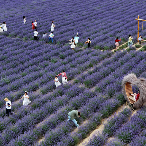 Image: Village fortunes transformed through 'purple economy'