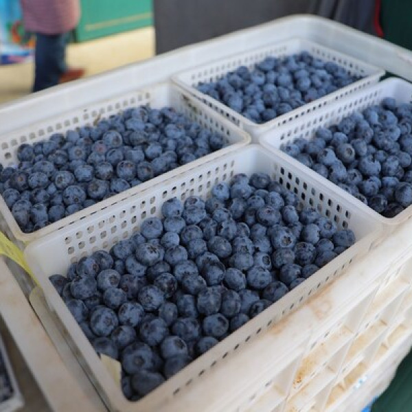 Image: Xinhua Silk Road: Blueberries from E China's Rizhao enter Russian market