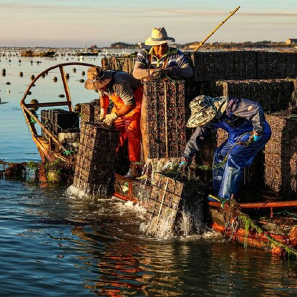 Image: Xinhua Silk Road: E China's Rongcheng busy with mid-summer abalone farming