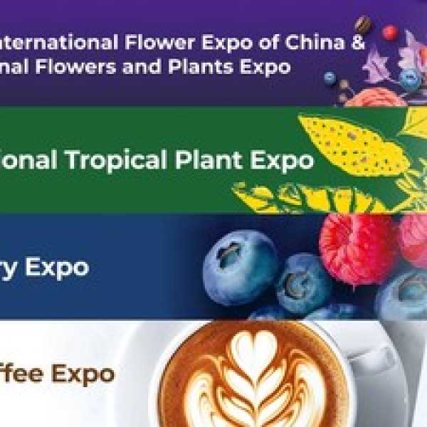 Image: Yunnan Flower Exports Maintain Strong Growth Ahead of IFEX Kunming 2026