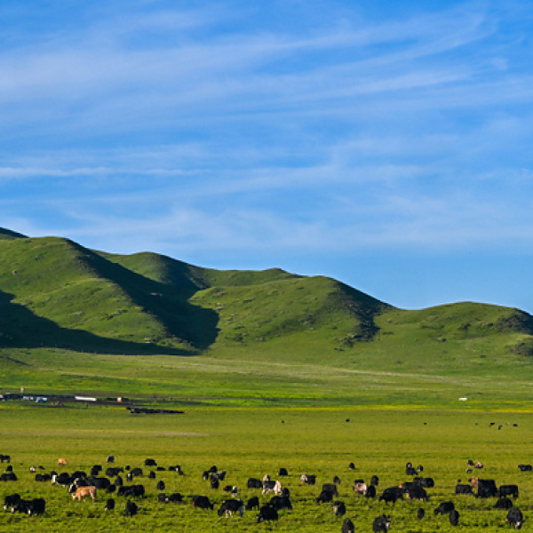 Image: Beijing Review: Yaks and the revolution