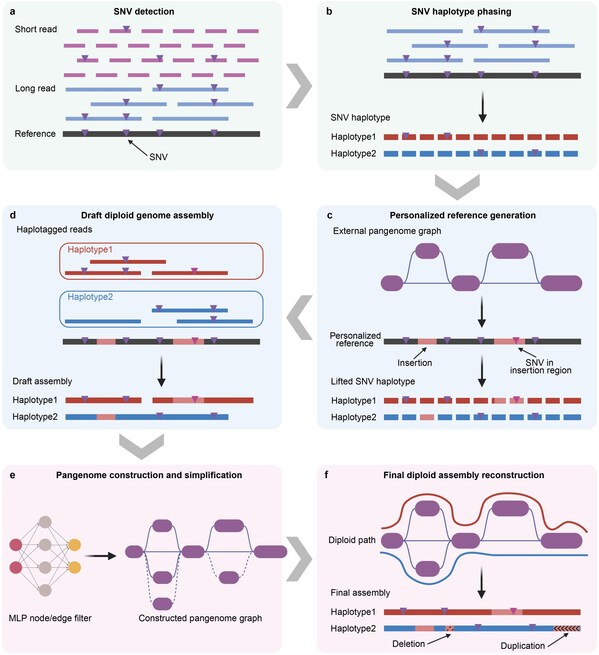 Assembling Over 1,000 Human Genomes Affordably: New Method Powers Medicine's Future