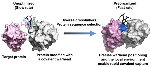 Fast-Acting Covalent Protein Drugs From a New High-Throughput Platform