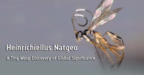 Heinrichiellus Natgeo: A Tiny Wasp Discovery of Global Significance