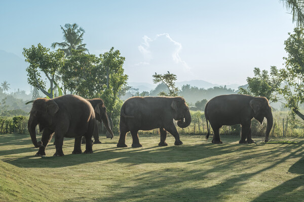 Bali Zoo Launches Elephant Explorer, A New Approach to Meaningful Elephant Encounters