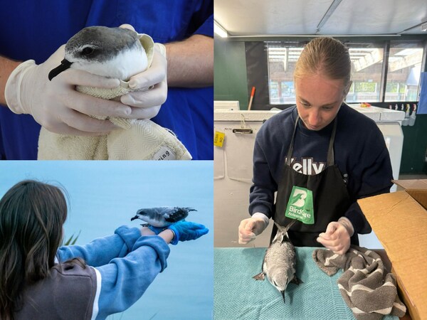 SEA LIFE Kelly Tarlton's is Lighting the Way for Cook's Petrels