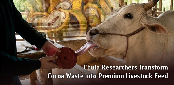 Chula Researchers Transform Cocoa Waste into Premium Livestock Feed