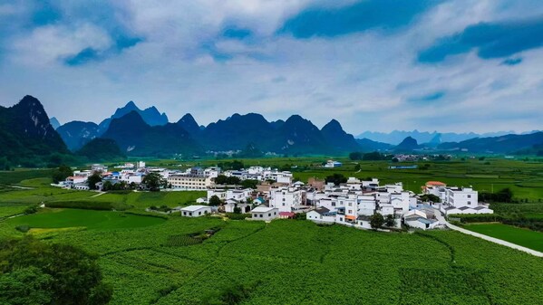 Xinhua Silk Road: "AI+mulberry silk" paves new road to prosperity in S China's Guangxi