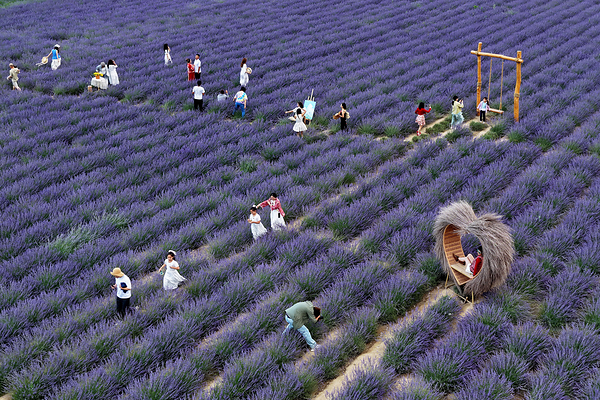 Village fortunes transformed through 'purple economy'