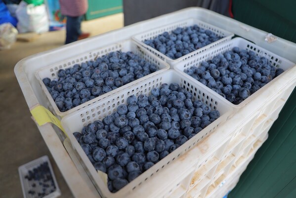 Xinhua Silk Road: Blueberries from E China's Rizhao enter Russian market
