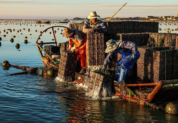 Xinhua Silk Road: E China's Rongcheng busy with mid-summer abalone farming