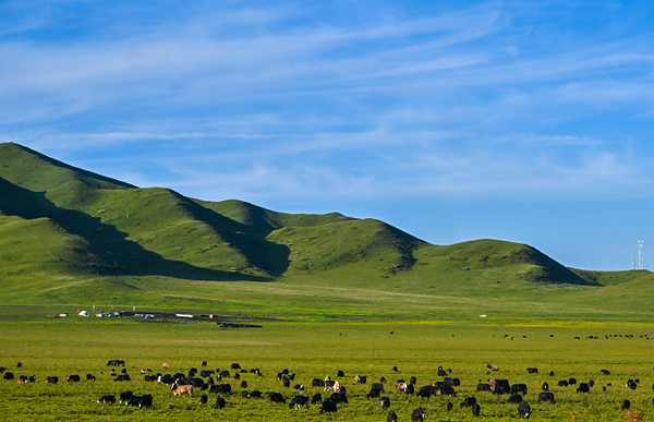 Beijing Review: Yaks and the revolution