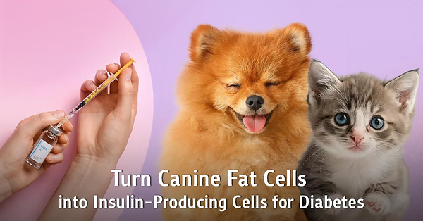 "From Canine Fat Tissue to Insulin-Producing Cells": Chula Veterinary Researchers Offer New Hope for Diabetes Treatment in Pets